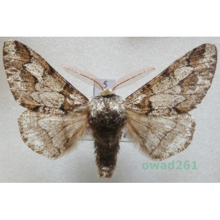 Biston strataria (Hufnagel, 1767) male Czech5